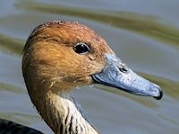 Fulvous Whistling Duck (Head, Bill & Eyes) - pic by Nigel Key